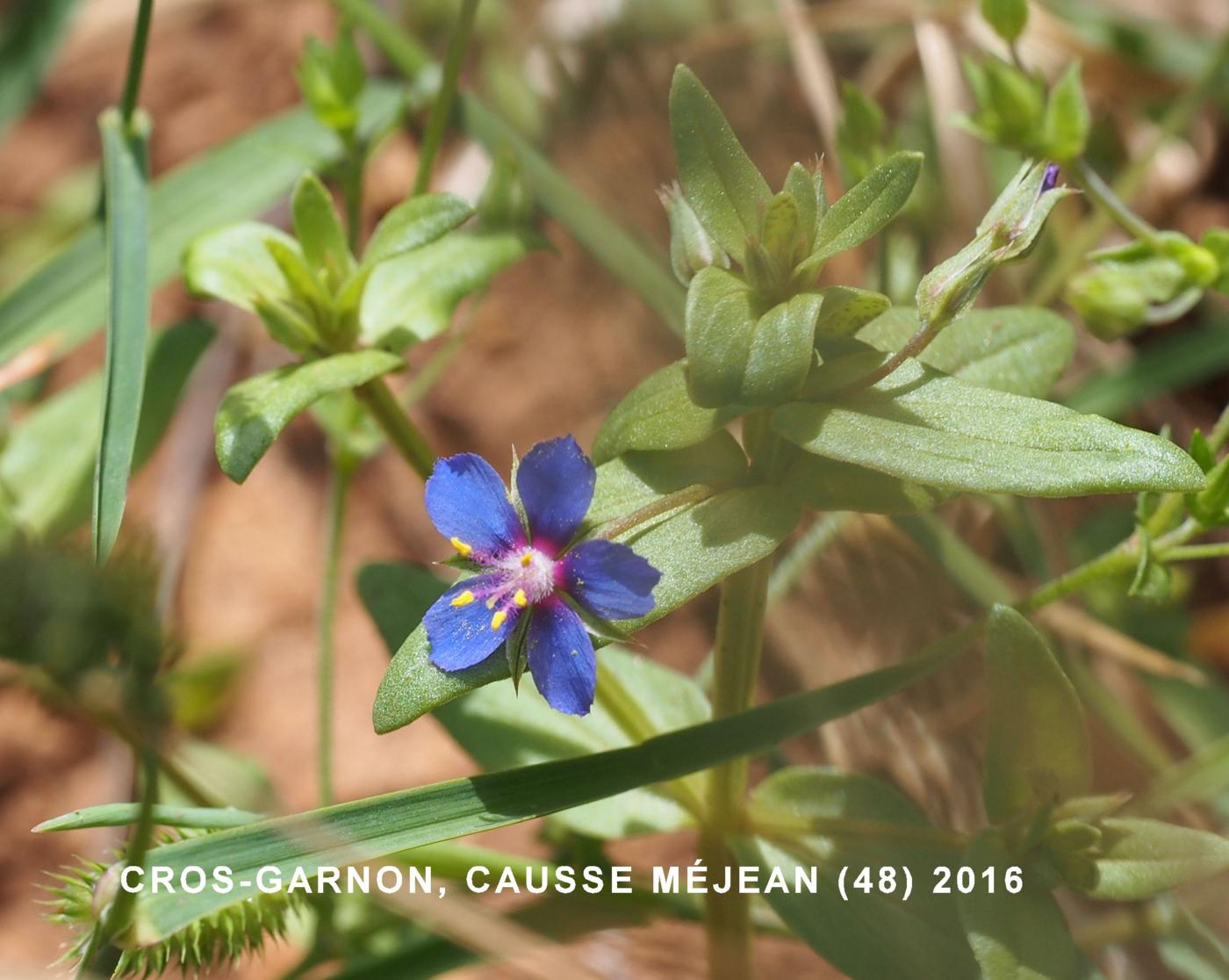 Pimpernel, Blue flower